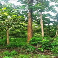 tree plantation ngo