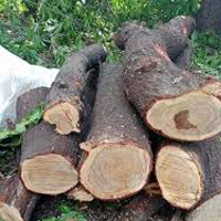 tree plantation ngo