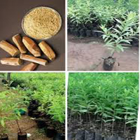 tree plantation ngo