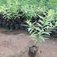 tree plantation ngo