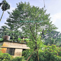 tree plantation ngo