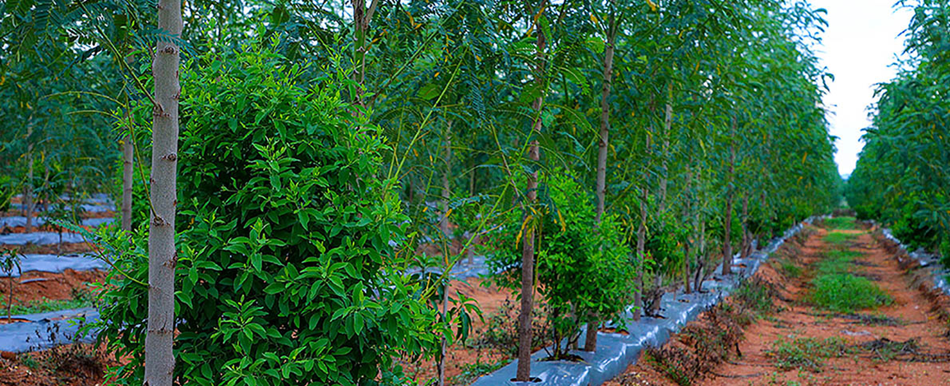 tree plantation ngos